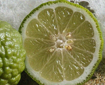 bergamot accord