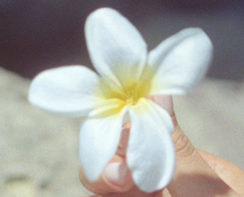 frangipani accord