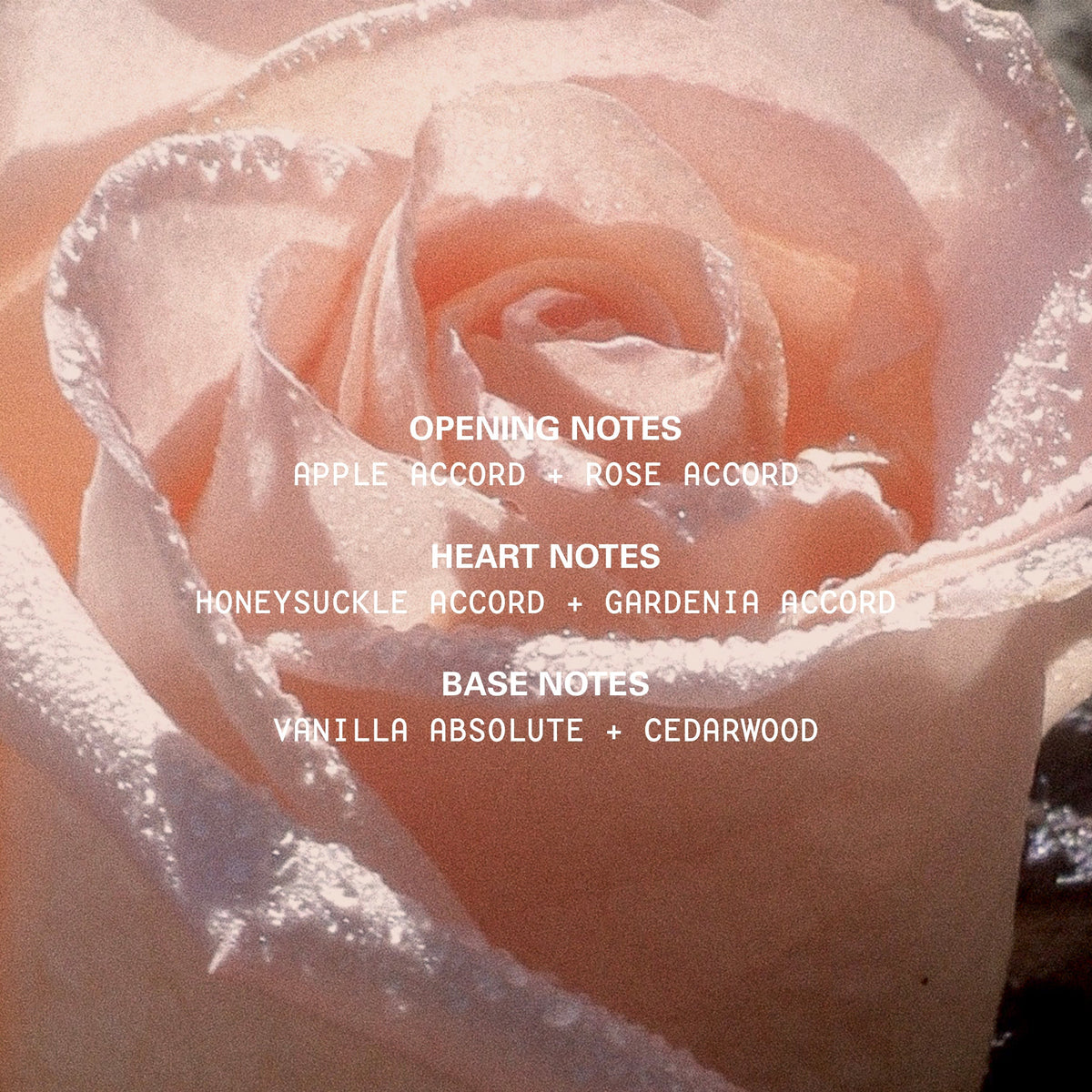 Blush Wood Eau De Parfum |<KF160>