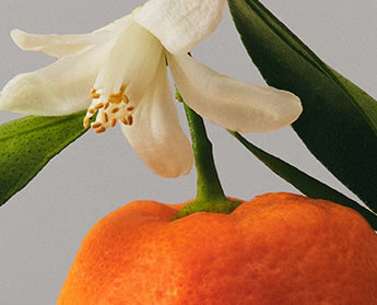mandarin blossom accord