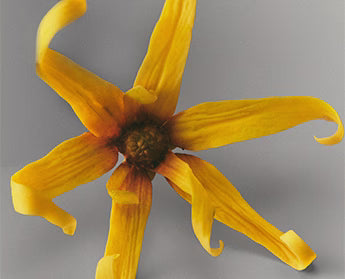 ylang ylang oil